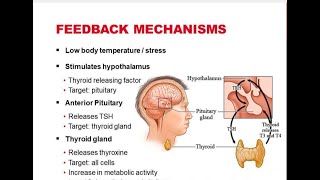 Feedback Mechanism  Biology Class 12  Nervous Vs Chemical Coordination [upl. by Tattan]