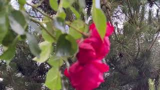 the chirping of cicadas and sparrows ，Roses bloom at end of Spring in Australia [upl. by Nauqyaj]