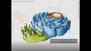 Organelas citoplasmáticas e suas funções [upl. by Lucias]