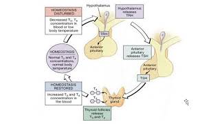 Negative feedback mechanism Thyroid secretion [upl. by Mlawsky652]