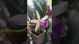 B Nodosa x C Lulu orchid orchidworld plants orchidnursery flowers orchidculture gardening [upl. by Arhoz906]