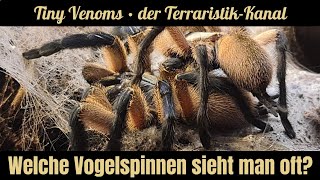 Welche Vogelspinnen sieht man oft und sind sehr präsent TeamTinyVenoms [upl. by Oicinoid]