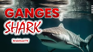 Primary 2 July 2024  Ganges Shark  Brainfeed TV [upl. by Amlez]