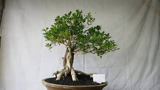 Bonsai Murraya Paniculata 01846 Fragant Flower [upl. by Wistrup]