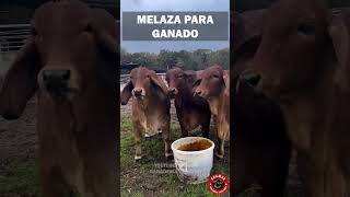 MELAZA PARA TU GANADO MÁS ENERGÍA MÁS CARNE MÁS LECHE ganado rancho campo finca zootecnia [upl. by Asilej]