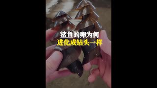 鯊魚的卵，為什麼偏偏進化成鑽頭一樣 漲知識 科普一下 神奇動物在抖音 [upl. by Yhtomit]