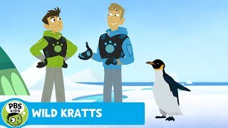 WILD KRATTS  Penguin March  PBS KIDS [upl. by Schonthal]