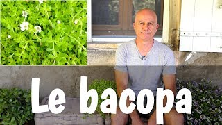 Bacopa  mémoire capacités cognitives alzheimer [upl. by Ylle]