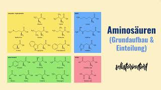 Grundaufbau von Aminosäuren einfach erklärt  Funktionelle Gruppen amp Aminosäuren Reste Biologie [upl. by Nikita635]