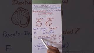 Genetics Shell coiling in snail Lymnaea peregra Cytoplasmic inheritance delayed inheritance [upl. by Atillertse]