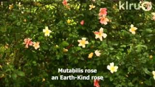 Rose troublesDaphne RichardsCentral Texas Gardener [upl. by Maurilla488]