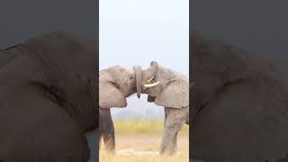 Dominance Displays of Elephants in Kenya shorts youtubeshorts [upl. by Hubie]