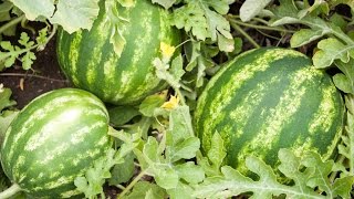 How to Grow Watermelons  Complete Growing Guide [upl. by Eentruok]