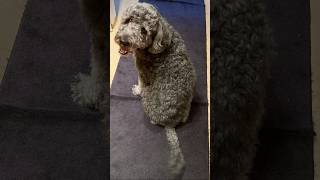 🐶❣️cute puppy dog dogbreeds labradoodle fyp fypシ゚viral fypyoutube [upl. by Eniarda]