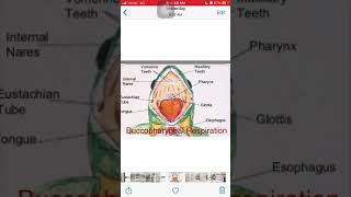 Frogrespiration Buccopharyngeal respiration [upl. by Dunlavy375]