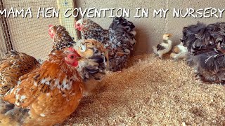 It’s a mama hens convention in my nursery  Cochin Bantam Vlog [upl. by Tillman621]