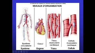 Histologie bcg s1 [upl. by Jereld]