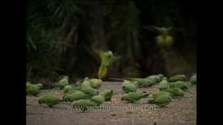 Roseringed Parakeets feeding in Sariska National park [upl. by Etteval]