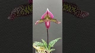 Paphiopedilum maudiae vinicolor [upl. by Aketal]