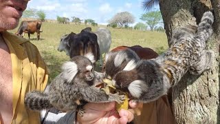 AS VACAS QUERENDO COMER AS BANANA DOS MACACOS SAGUIS VEJA SÓ SAGUI FILHOTES [upl. by Adaiha]