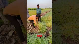 7972334422 only whatsapp me Daftari 21 chana seed दफ्तरी २१ चणा बीज agri guruji [upl. by Olgnaed]