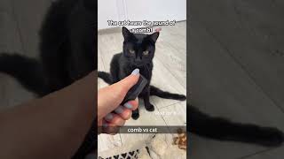 Comb vs cat cat catfunny funny catvideos usa pets funnycatvideos funnyvideo funnyanimals [upl. by Reahard26]