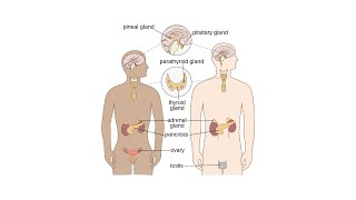 Endocrine system anatomy and physiology in Nepali Glands Hormones Functions Structure [upl. by Siegel]