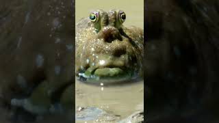 Fish on land  Mudskipper youtubeshorts shorts mudskipper [upl. by Codding452]