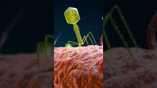 How Bacteriophage T4 attacking on Ecoli [upl. by Christoper576]