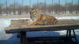 Harbins Siberian Tiger Park [upl. by Fritts]