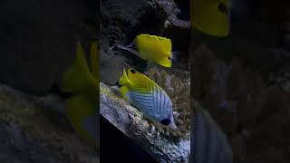 Butterfly Fish and Yellow Tang Fish 11924 [upl. by Imoin]