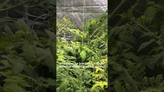 🍅Growing Tomatoes in Hydroponics  many fruits and quickly harvest [upl. by Niple392]