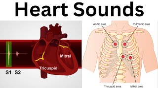 Heart sounds S1 S2 Areas of Auscultation Easiest Explanation with Notes [upl. by Ronni27]