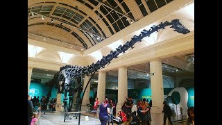 DIPPY ON TOUR  Birmingham Museum amp Art Gallery [upl. by Nylsirhc]