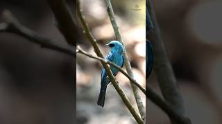 Connect Share Inspire  Verditer Flycatcher bird birds birdlovers NatureattheBest [upl. by Larrad631]