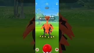 How to catch GALARIAN BIRDS in Pokemon GO [upl. by Elspet607]