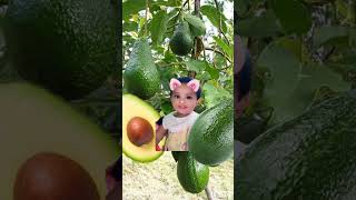 So cute baby photo funny cuteminkey cuteanimal comedy minkey cutebaby fruit minky [upl. by Nelo]