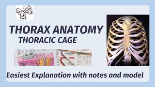 Thorax Anatomy  Ribs Sternum Vertebrae Thoracic Cavity  Thoracic Cage [upl. by Gewirtz]