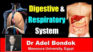 Introduction to Components of the Digestive and Respiratory System Dr Adel Bondok [upl. by Anoj912]