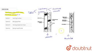 Tracheids differ from other tracheary elements in [upl. by Tychon]