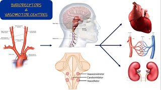 Vasomotor center Chapter 18 part 1 Guyton and Hall Physiology [upl. by Marilyn883]