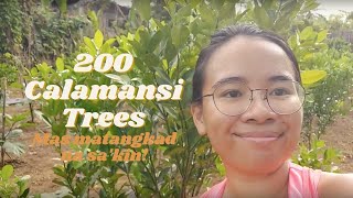 CALAMANSI FARM UPDATE AFTER 10 MONTHS [upl. by Eiduj]