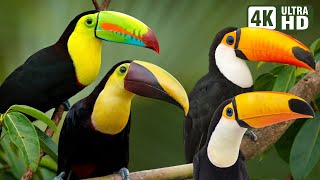 Magnificent Birds  Amazing Toucans  Breathtaking Nature amp Relaxing Sounds  Calm amp Stress Relief [upl. by Hnil]