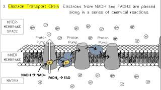 Cellular Respiration AP Biology [upl. by Seavey]