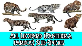 All Leopard Panthera pardus  SubSpecies  Species List [upl. by Felicio]