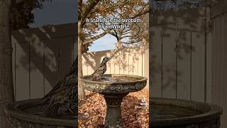 A starling enjoys the birdbath ￼ [upl. by Adamski]