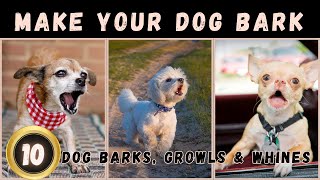 🤔Sounds That Make Your Dog Bark  Dogs Barking Loud  Dog Sounds [upl. by Elleined]