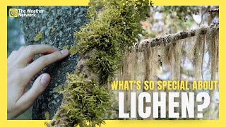 What are Lichen and Why Should We Care About Them [upl. by Ariik]