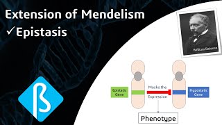 Extension of Mendelism – Epistasis BI10 [upl. by Barstow]