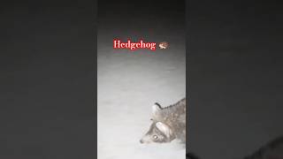 Hedgehogs Are Taking Over The Worldshorts ytshorts animallover [upl. by Leod753]